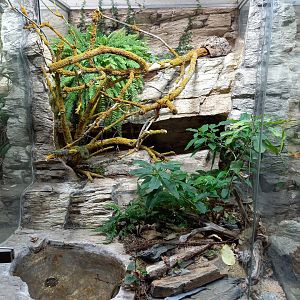 Enclosure Mangshan pit viper