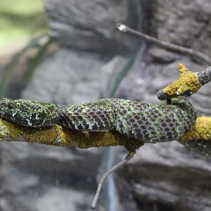 Mangshan pit viper - Protobothrops mangshanensis