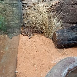 Rough-scaled death adder - Acanthhophis antarcticus