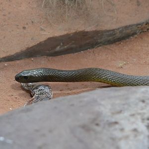 Inland taipan - Oxyuranus microlepidotus