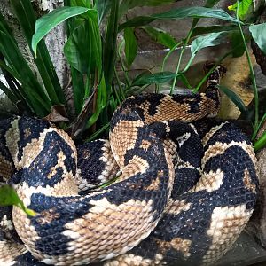 South American bushmaster - Lachesis muta muta