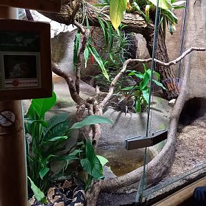 Enclosure South American bushmaster