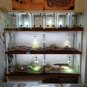Reptilian raising room