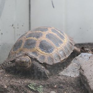 Forsten's tortoise - Indotestudo forstenii