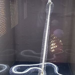 Cobra skeleton