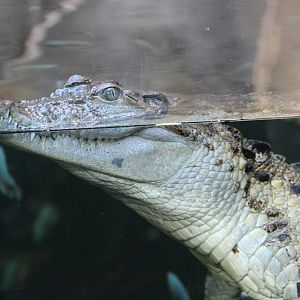 Philippine crocodile