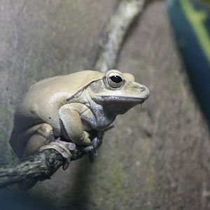 Golden tree frog - Polypedatus leucomystax