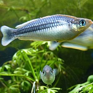 Rainbowfish for ID (Tiergarten Schönbrunn)