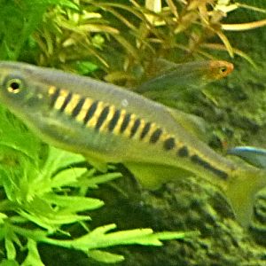 Cyprinid for ID (Tiergarten Schönbrunn)