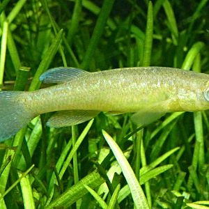 Toothcarp-like? for ID (Tiergarten Schönbrunn)