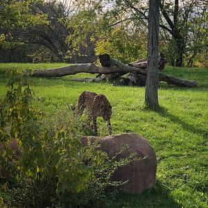 Cheetah