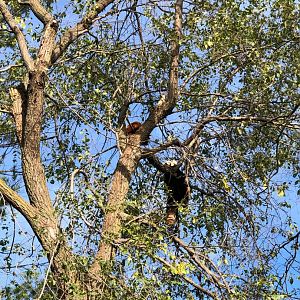 Suva and Adira, Red Pandas