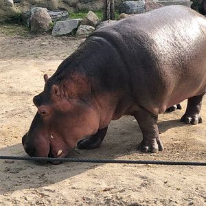 Either Perky or Petal, Female River Hippo