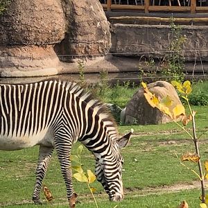 Female Grevy's Zebra