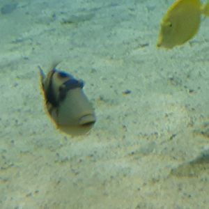 Picasso Triggerfish