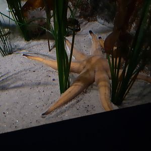 Seven-Armed Starfish