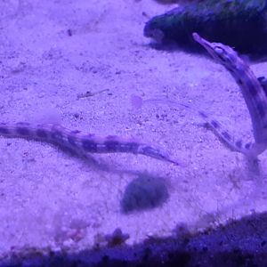 Dragon-Faced Pipefish