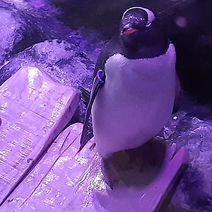 Gentoo Penguin