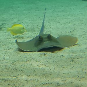 Bluespotted Stingray