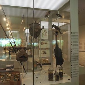 Lemaire expedition (1898-1900) objects and specimens display, 2021-10-20