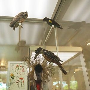 Bird specimens from Katanga, Congo, 2021-10-20