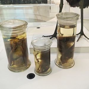 Wet-preserved mammal specimens from Katanga, Congo, 2021-10-20