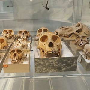 Collection of primate skulls, 2021-10-20