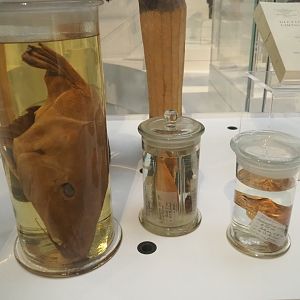 Wet preserved fish specimens, 2021-10-20