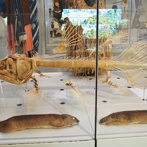 West Indian Ocean coelacanth (Latimeria chalumnae) skeleton and Giant pouched rat (Cricetomys species) specimens, 2021-10-20