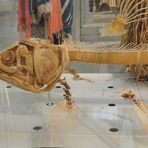 West Indian Ocean coelacanth (Latimeria chalumnae) skeleton, 2021-10-20
