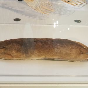 Giant pouched rat (Cricetomys species) specimens, 2021-10-20