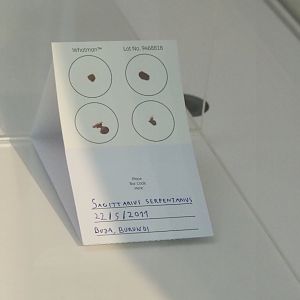 Example of blood samples for DNA analysis, collected from a Secretary bird in Burundi, 2021-10-20