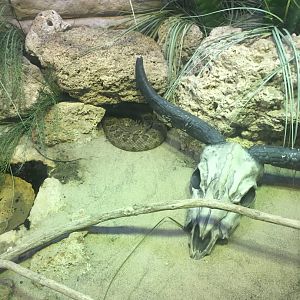 Santa Catalina island rattlesnake