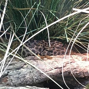 Eastern massasauga rattlesnake