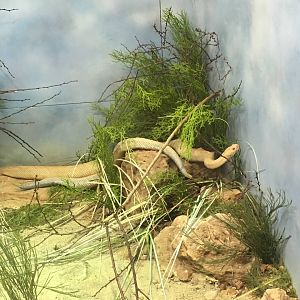 Aruba Island rattlesnakes