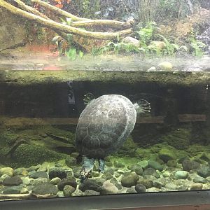 Giant South American river turtle