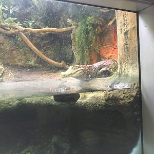 Cuvier's Dwarf Caiman