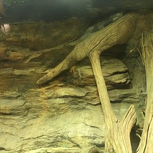 Sonoran black iguana