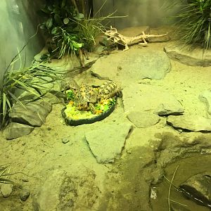 Star tortoises