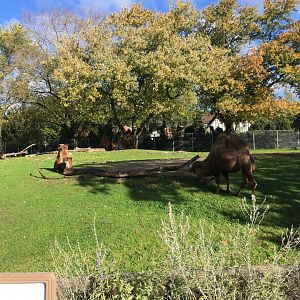 Bactrian camels