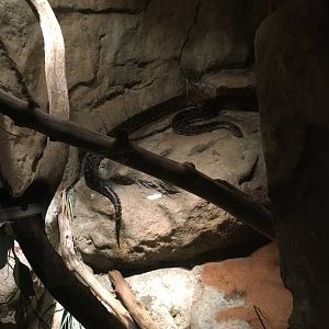 African rock python