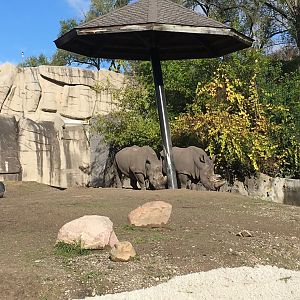 Southern white rhinos