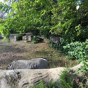 Grevy's zebras