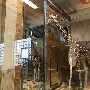 Reticulated giraffes