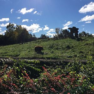 Grizzly bear cub (Jebbie)