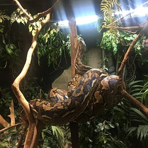 Reticulated python