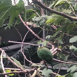 Black-naped fruit dove