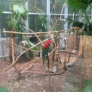 Green-winged macaws