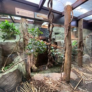 Reptile House - Emerald tree monitor exhibit 010721