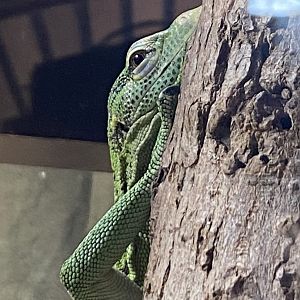 Reptile House - Emerald tree monitor 010721